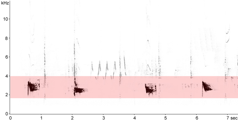 Sonogram of Baltimore Oriole