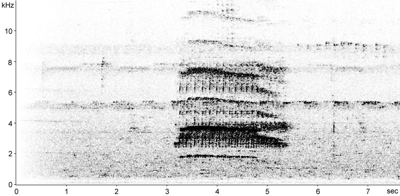 Sonogram of Bamboo Woodpecker call