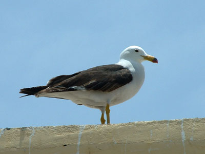 Band-tailed Gull