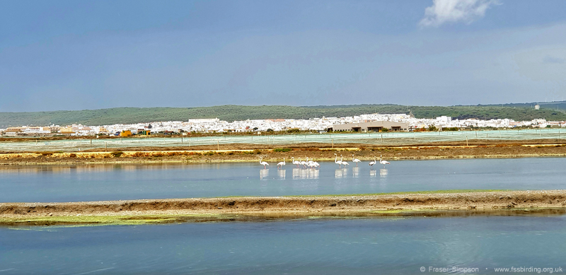 Greater Flamingos in lagoons, Barbate  Fraser Simpson