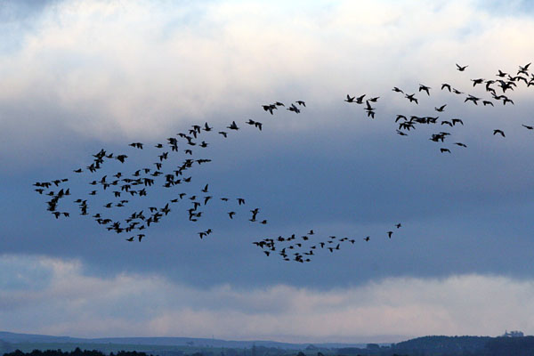 Barnacle Geese �2005 Fraser Simpson