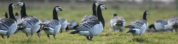 Barnacle Geese, Caerlaverock ©2005 Fraser Simpson