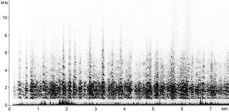 Sonogram of Barnacle Goose flock calls