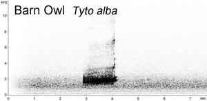 Barn Owl spectrogram  Fraser Simpson