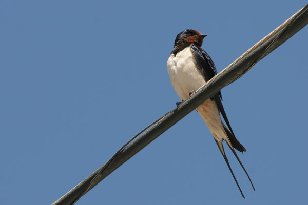 Barn Swallow,  Zahara de los Atunes  2005  F. S. Simpson