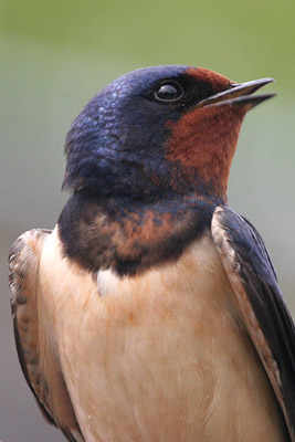 Barn Swallow � 2005  F. S. Simpson