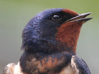 Barn Swallow