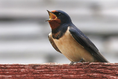 Singing Barn Swallow � 2005  F. S. Simpson
