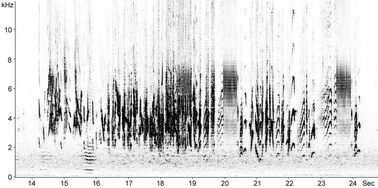 Sonogram of Barn Swallow song