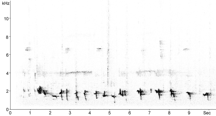 Sonogram of Barred Honeyeater song