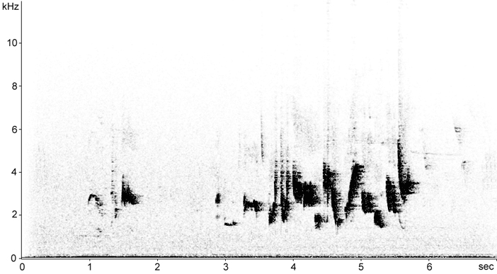 Sonogram of Barred Warbler, Sylvia nisoria  2009 Fraser Simpson