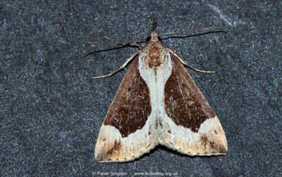 Beautiful Snout Hypena crassalis) © Fraser Simpson
