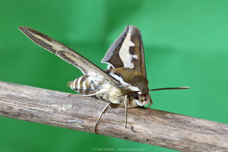 Bedstraw Hawk-moth (Hyles gallii)  Fraser Simpson