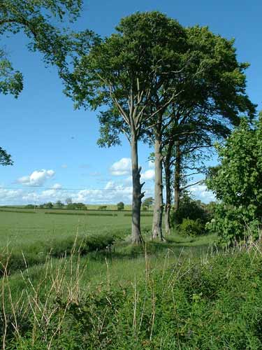 Point 5. Mature Beeches: Tree Sparrow, Stock Dove, Jackdaw, Kestrel, Yellowhammer, etc. (Knockentiber-Springside disused railway line)  Fraser Simpson