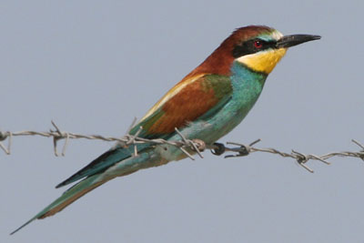 Bee-eater, Alyki Kitros Salt Pans � 2005  F. S. Simpson