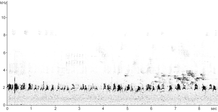 Sonogram of European Bee-eater calls