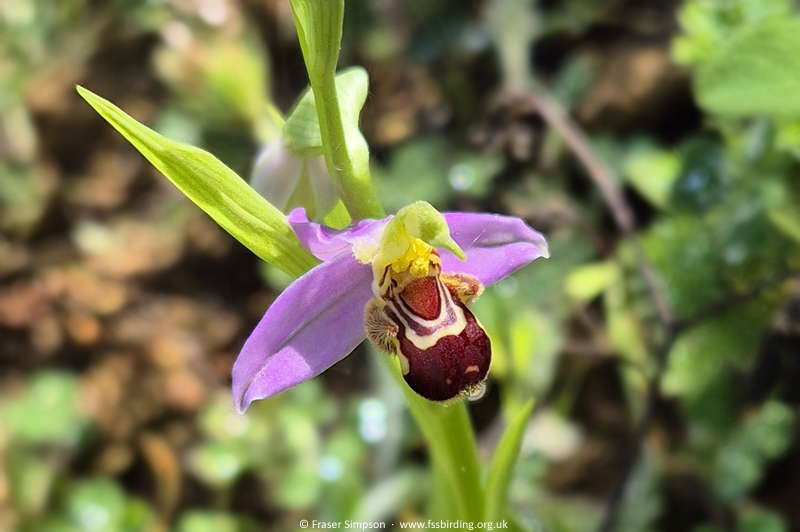 Bee Orchid (Ophrys apifera) � Fraser Simpson