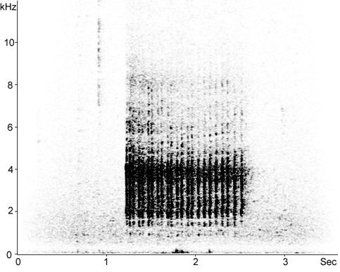 Sonogram of Black Kite calls