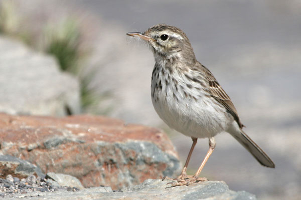 Berthelot's Pipit  Anthus berthelotii berthelotii 2006 Fraser Simpson