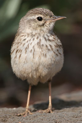 Berthelot's Pipit  Anthus bertheloti 2006 Fraser Simpson