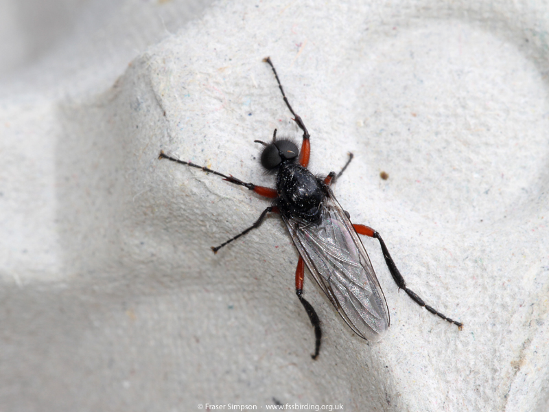 Red-thighed St Mark's Fly (Bibio pomonae)  Fraser Simpson