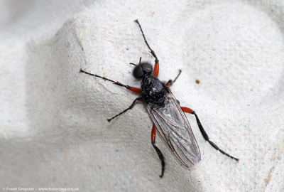 Red-thighed St Mark's Fly (Bibio pomonae), Laigh Milton Mill, Ayrshire  Fraser Simpson