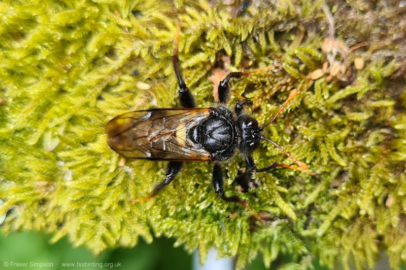 Birch Sawfly (Cimbex femoratus)  Fraser Simpson