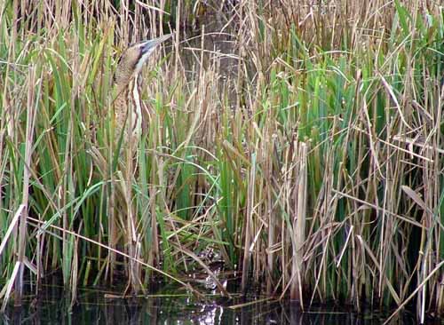 Bittern (Botaurus stellaris)