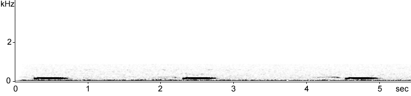 Sonogram of Bittern song