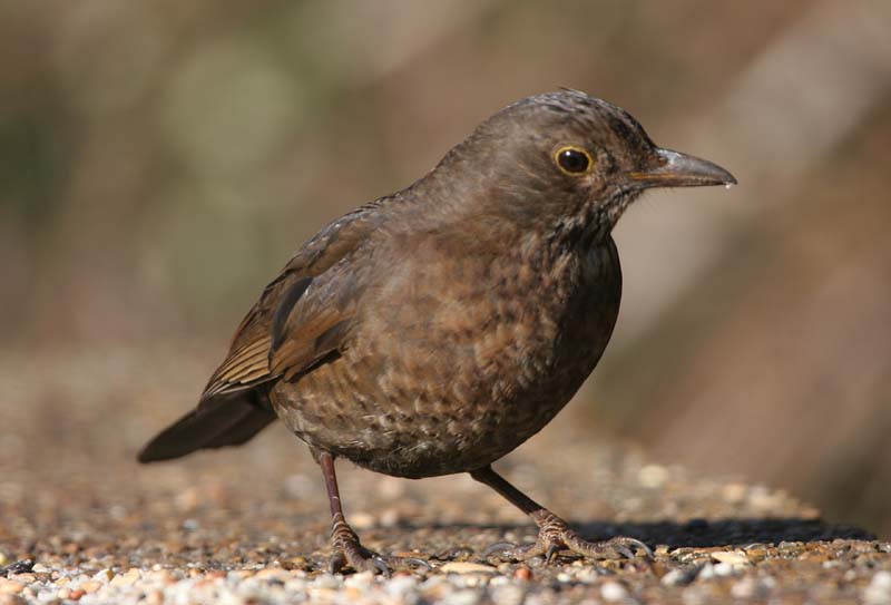 Blackbird (Ad female) � 2005  F. S. Simpson