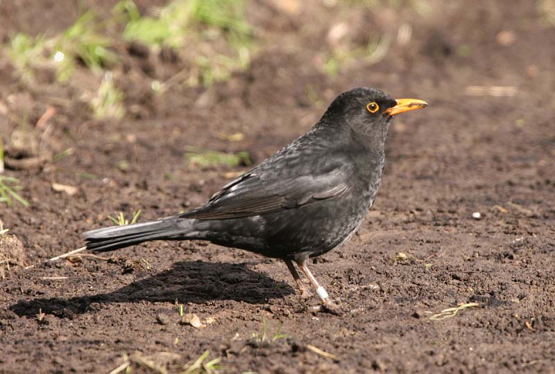 Blackbird (m)  2005  F. S. Simpson