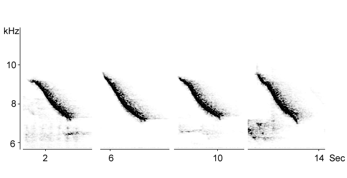 Sonogram of Blackbird alarm call