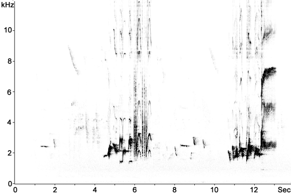 Sonogram of Blackbird song