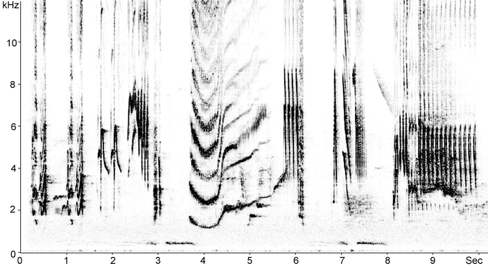 Sonogram of Blackbird song