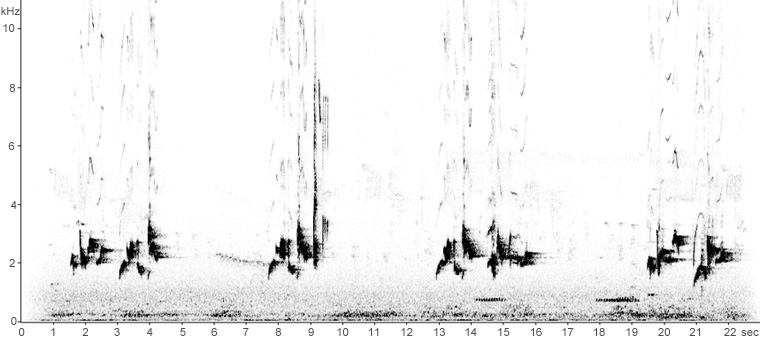 Sonogram of Blackbird song