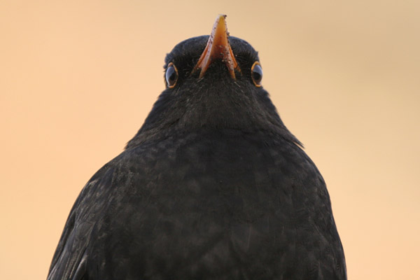 Blackbird �2006 Fraser Simpson