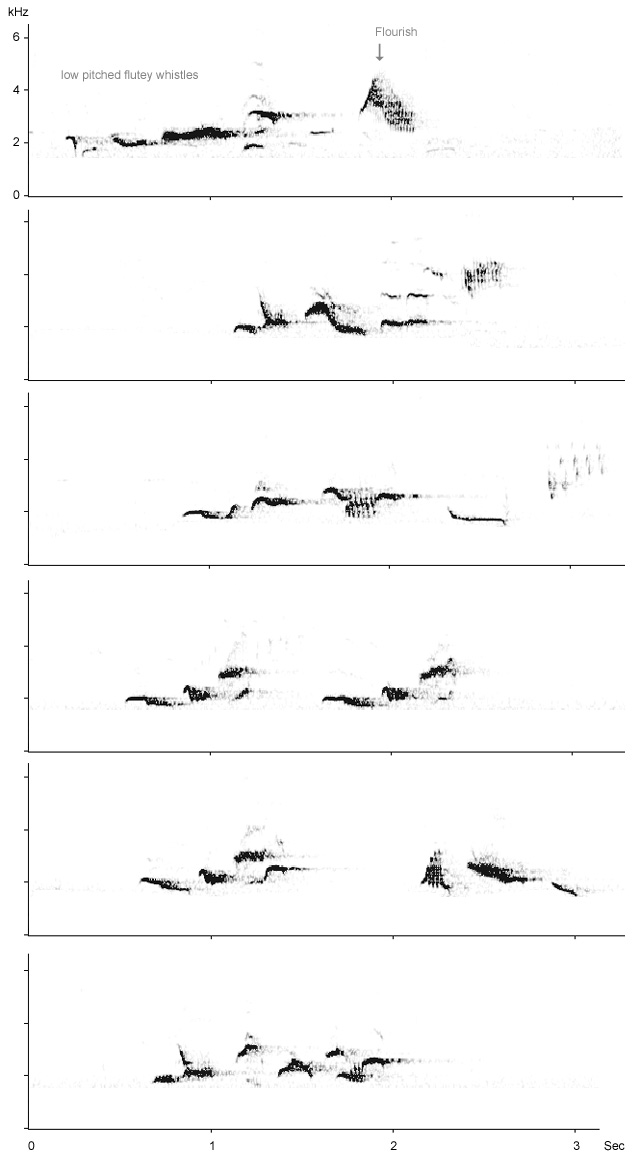 Sonogram of Blackbird song