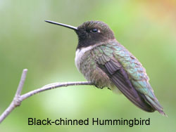 Black-chinned Hummingbird  2006  F. S. Simpson
