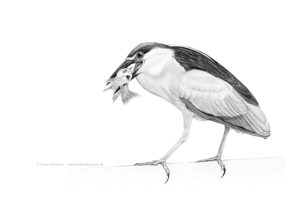Black-crowned Night Heron drawing  Fraser Simpson