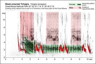 Black-crowned Tchagra sonogram, Morocco © Fraser Simpson