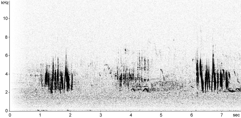 Sonogram of Black-eared Wheatear song