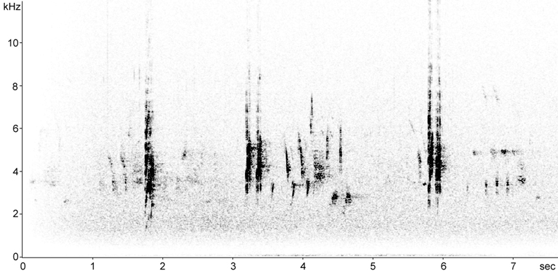 Sonogram of Black-eared Wheatear song