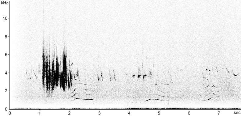 Sonogram of Black-eared Wheatear song