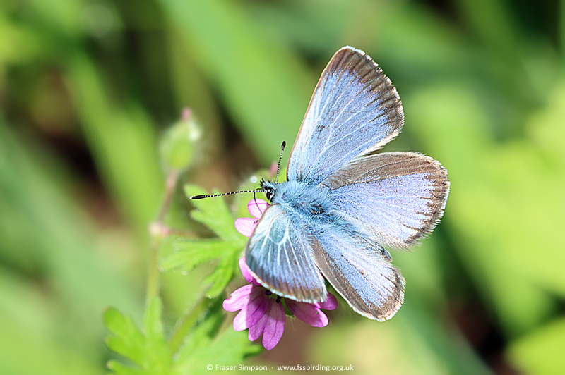 Black-eyed Blue (Glaucopsyche melanops) � Fraser Simpson