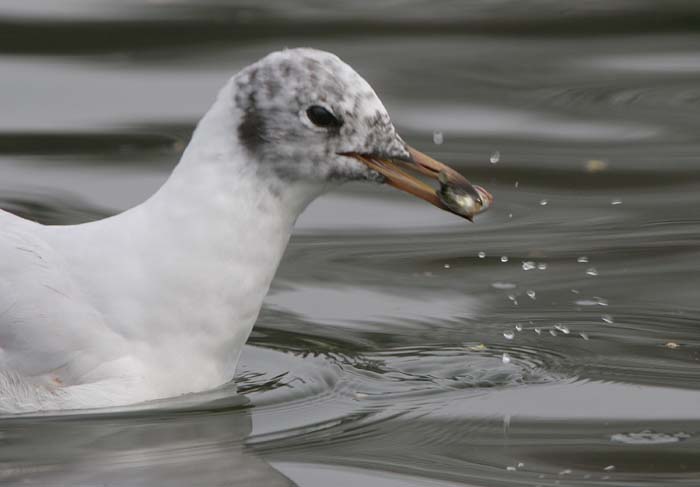 Black-headed Gull  2005  F. S. Simpson