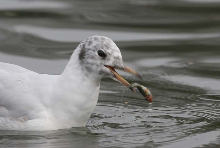 Black-headed Gull  2005  F. S. Simpson