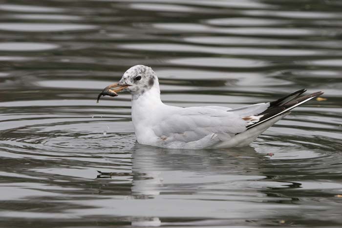 Black-headed Gull  2005  F. S. Simpson