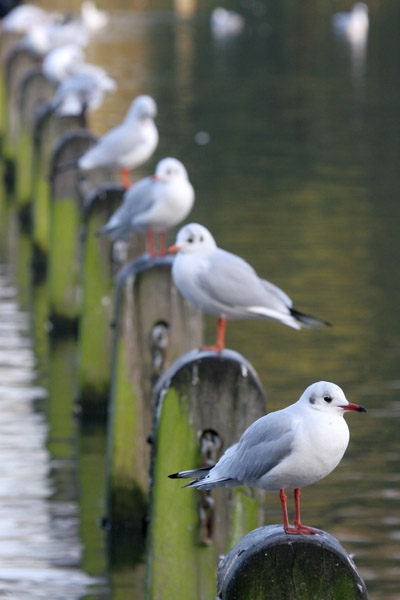 Black-headed Gull 2005 Fraser Simpson