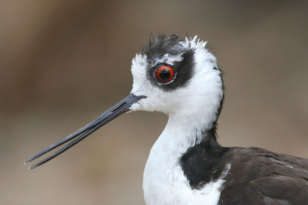 Black-necked Stilt 2006 Fraser Simpson