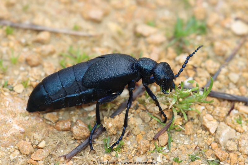 Black Oil Beetle (Meloe proscarabaeu) � Fraser Simpson